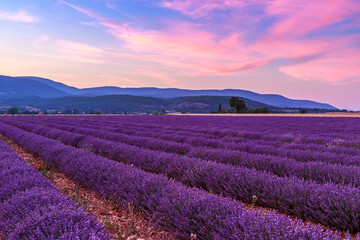 Obraz na płótnie Canvas Beautiful landscape of lavender fields at sunset near Sault