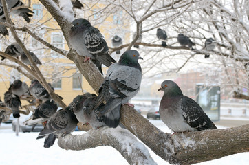 Pigeons on a branch.