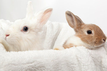two white and ginger fluffy rabbits