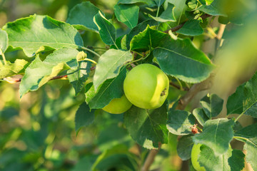 Fresh ripe green apples on tree