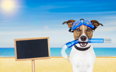 scuba diving dog