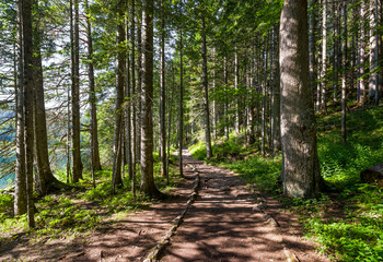 Hiking path in the beautiful forest of Black Lake