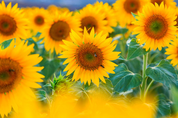 Sunflower field