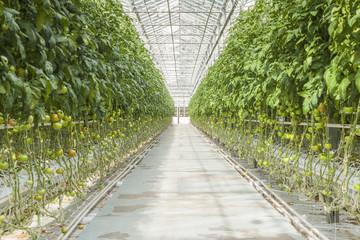 Set in a greenhouse tomato
