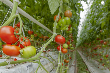 Set in a greenhouse tomato
