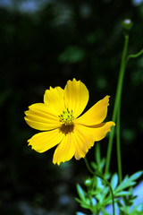 Flower yellow Cosmos