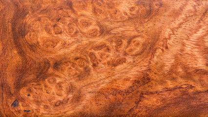 background and texture of Macro Ormosia wood