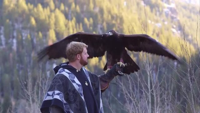 Golden eagle perched on falconer's arm.