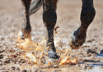 Horse's legs in the dirty water