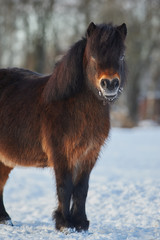 Bay shetland pony - 104527629