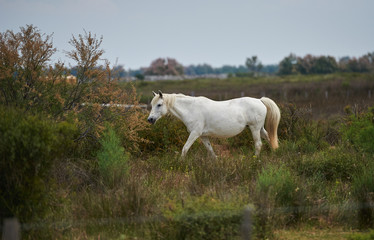 Obraz na płótnie Canvas Camargue horse in the reserve