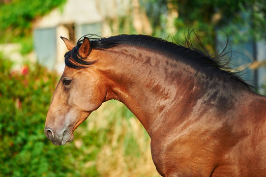 Lusitano stallion running
