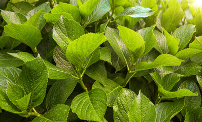 Nasse Hortensien-Blätter mit Sonne 