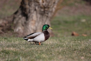 Naklejka na ściany i meble Drake (a male duck) looking for food on the shore of the pond.