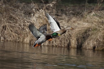 Two ducks (pair) in flight.
