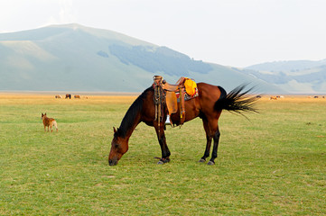 Brown saddled horse grazing in field.