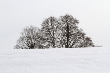 Fototapeta na wymiar Silhouette of trees in winter