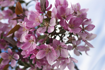 Flowering branch of an apple-tree against the sky 