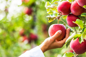 Set of apples on Lake Constance Germany
