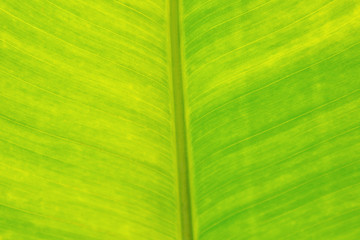 under banana leaf texture background, blurred corner