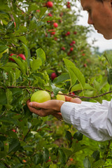 Set of apples on Lake Constance Germany

