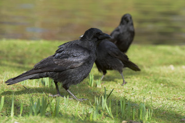 Carrion Crow 