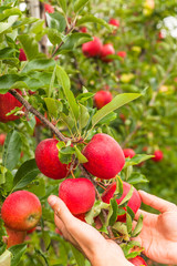 Set of apples on Lake Constance Germany
