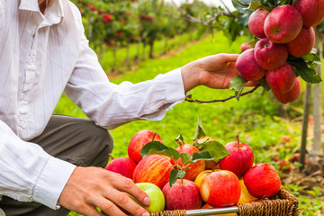 Set of apples on Lake Constance Germany
