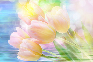 Fototapeta na wymiar Tulip flowers close up
