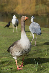Greylag Goose, goose