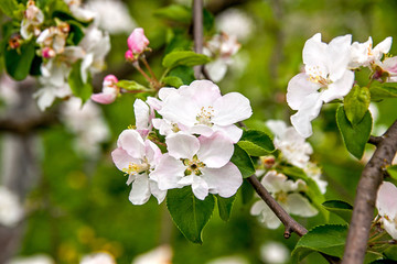 Fototapeta na wymiar Apple-tree flowers against green foliage