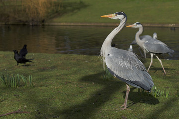 Grey Heron, Ardea cinerea - spring fight.