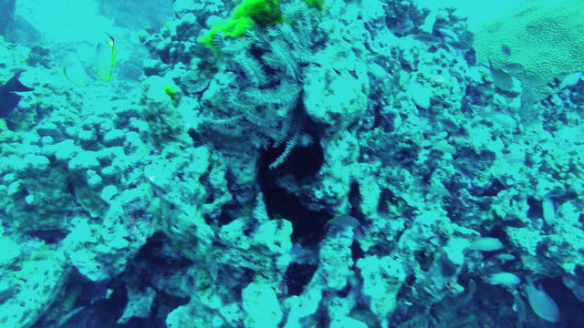 Undersea world. Fishes scurry among reefs