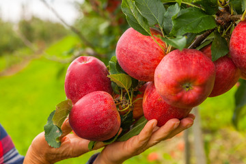 Set of apples on Lake Constance Germany
