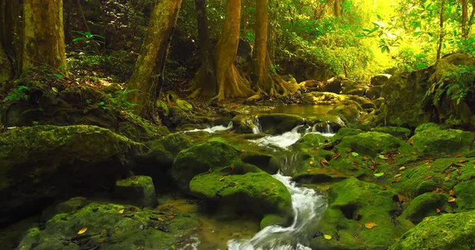 Deep forest beautiful nature 4K background. Water stream flows among mossy rocks