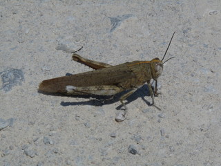Single locust in the desert, Turkey