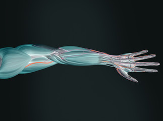 Obraz na płótnie Canvas Human anatomy 3D futuristic scan technology with xray-like view of human body. Hand and arm. Vibrant colors. Xray-like.