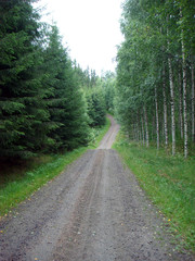 Fototapeta premium Forest Road in the summer