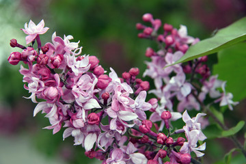 Blossoming branch breeding lilac