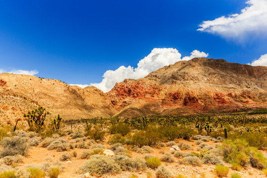 Road 1005, Littlefield, AZ 86432, USA