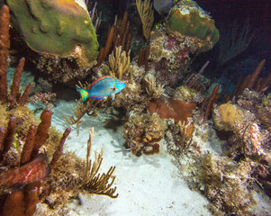 Caribbean sea reef during night dive