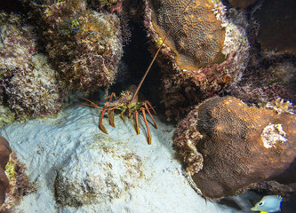 Red lobster in the wild