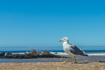 Alone seagull perched on a wall