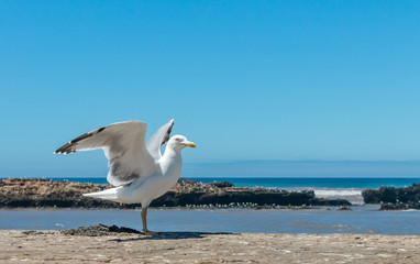 Fototapeta na wymiar Alone seagull stands wings spread on a wall