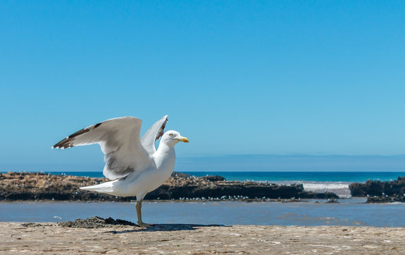 Alone seagull stands wings spread on a wall