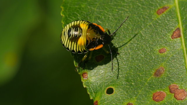 4K Green Stink Bug (Chinavia hilaris) Nymph 4