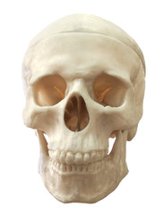 human skull, isolated on white.