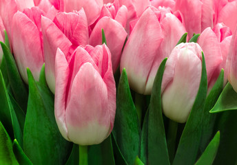 spring pink tulips closeup. spring flowers
