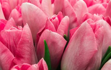 spring pink tulips closeup. spring flowers