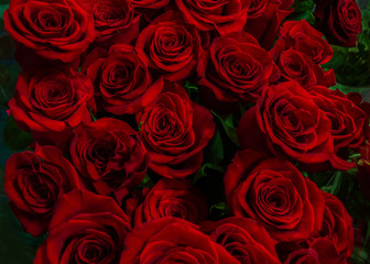 gorgeous red rose on a green background.